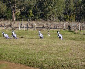 Wollombi Wines - Kawana Tourism 5