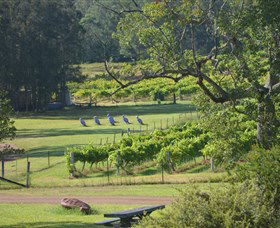Wollombi Wines - Kawana Tourism 8