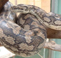 Armadale Reptile Centre - Kawana Tourism