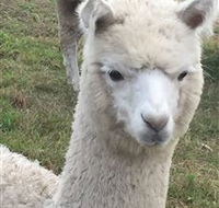 Storybook Alpacas - Kawana Tourism