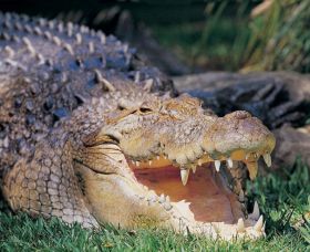 Featherdale Wildlife Park - Kawana Tourism 1