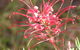 Wirrimbirra Sanctuary - thumb 0