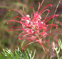 Wirrimbirra Sanctuary - Kawana Tourism