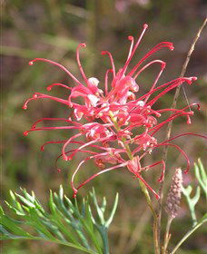 Wirrimbirra Sanctuary - Kawana Tourism 0
