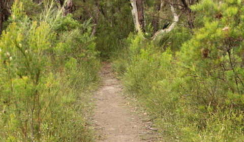 Three Views Walking Track - Kawana Tourism 0