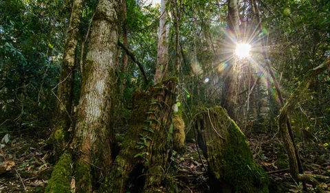 Basin Loop Track - Kawana Tourism 1
