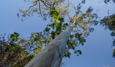 Basin Loop Track - Kawana Tourism 2