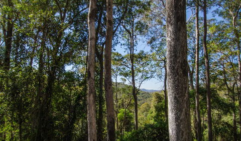 Basin Loop Track - Kawana Tourism 3