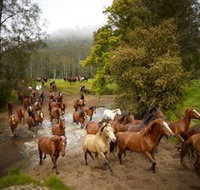 Glenworth Valley Horse Riding - Kawana Tourism