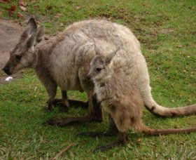 Forest Of Tranquillity - Australian Rainforest Sanctuary - Kawana Tourism 1