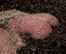 East Gippsland Wines - Kawana Tourism 3