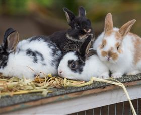 Amazement Farm And Fun Park / Cafe And Farmstay Accommodation - Kawana Tourism 2