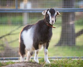 Amazement Farm And Fun Park / Cafe And Farmstay Accommodation - Kawana Tourism 3