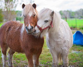 Amazement Farm And Fun Park / Cafe And Farmstay Accommodation - Kawana Tourism 5