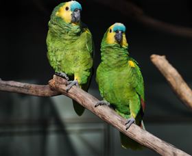 Amazement Farm And Fun Park / Cafe And Farmstay Accommodation - Kawana Tourism 7