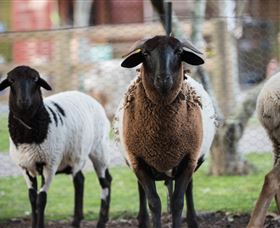 Amazement Farm And Fun Park / Cafe And Farmstay Accommodation - Kawana Tourism 4