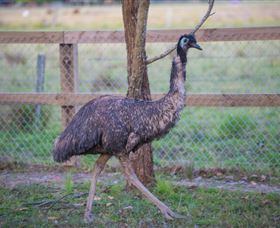 Amazement Farm And Fun Park / Cafe And Farmstay Accommodation - Kawana Tourism 6