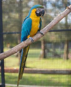 Amazement Farm And Fun Park / Cafe And Farmstay Accommodation - Kawana Tourism 8