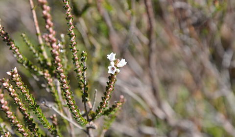 Cambewarra Range Nature Reserve - Kawana Tourism 2