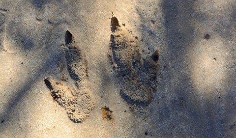 Cambewarra Range Nature Reserve - Kawana Tourism 3