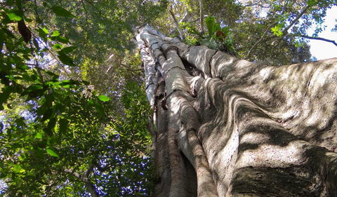 Moore Park Nature Reserve - Kawana Tourism 1