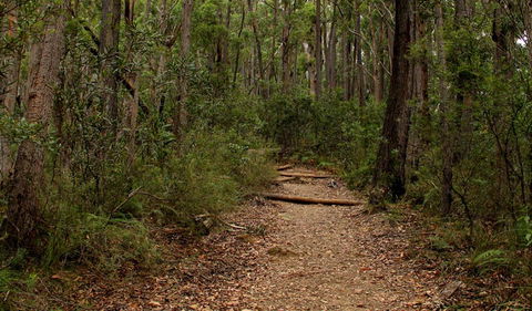 Pigeon House Mountain Didthul Walking Track - Kawana Tourism 0