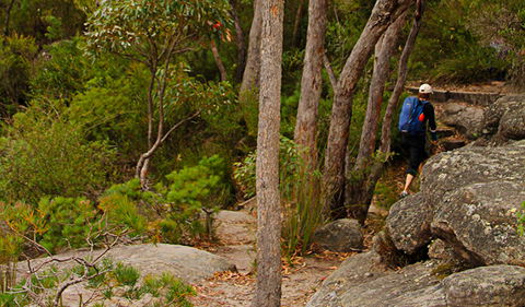 Pigeon House Mountain Didthul Walking Track - Kawana Tourism 3