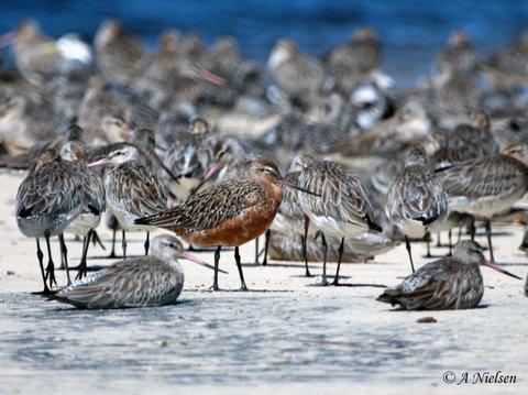 Cooloola Nature - Kawana Tourism 0