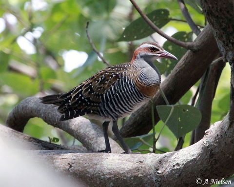 Cooloola Nature - Kawana Tourism 1