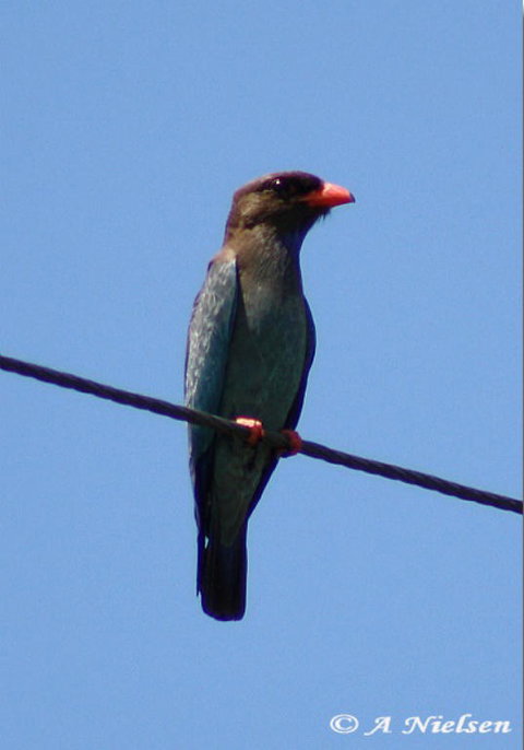 Cooloola Nature - Kawana Tourism 2