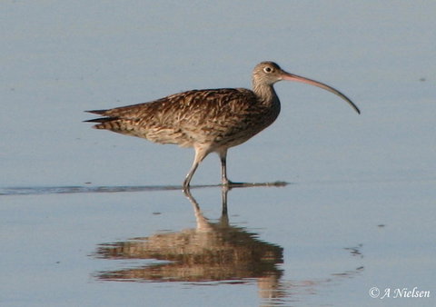 Cooloola Nature - Kawana Tourism 3