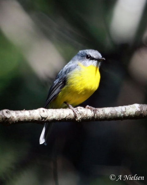 Cooloola Nature - Kawana Tourism 4