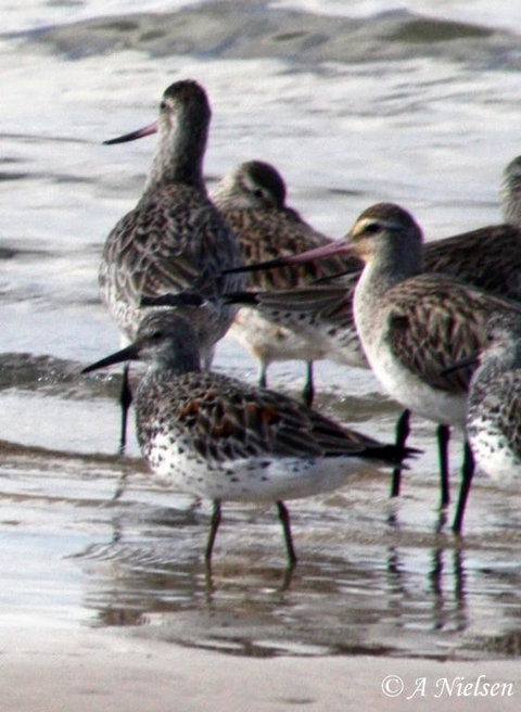 Cooloola Nature - Kawana Tourism 5