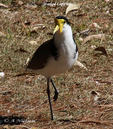 Cooloola Nature - Kawana Tourism 6