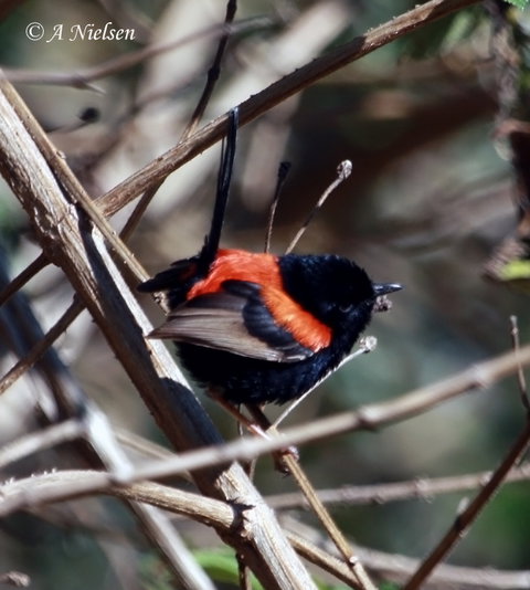 Cooloola Nature - Kawana Tourism 7