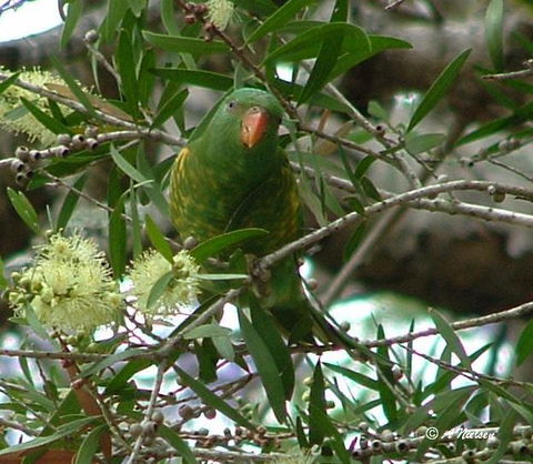 Cooloola Nature - Kawana Tourism 8
