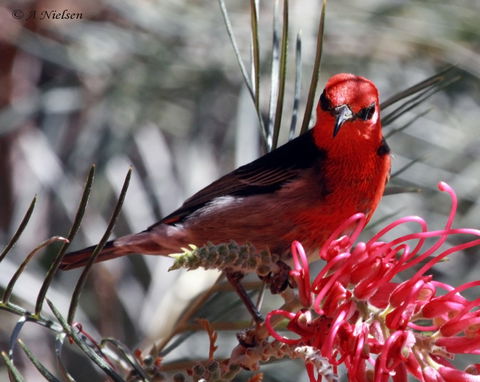 Cooloola Nature - Kawana Tourism 9