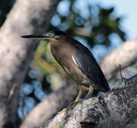 Cooloola Nature - Kawana Tourism 10