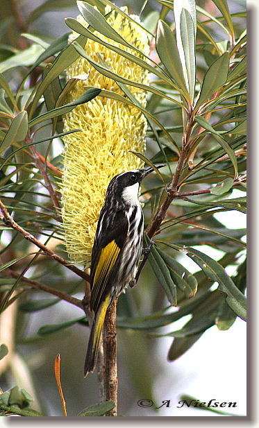 Cooloola Nature - Kawana Tourism 11