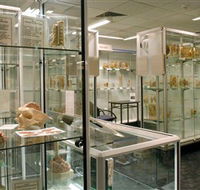 Museum of Human Disease - Kawana Tourism