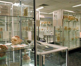Museum Of Human Disease - Kawana Tourism 0