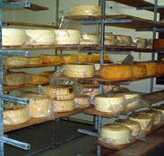 Harvey Cheese - Kawana Tourism