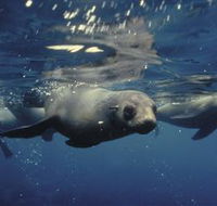 Wilsons Promontory Marine National Park - Kawana Tourism