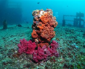 HMAS Brisbane Dive Site - Kawana Tourism 0