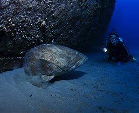 HMAS Brisbane Dive Site - Kawana Tourism 3