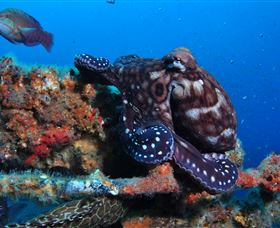 HMAS Brisbane Dive Site - Kawana Tourism 2