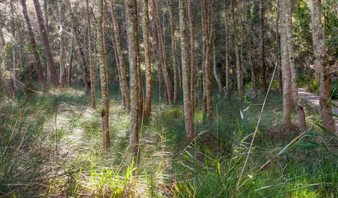 Anabranch Loop Track - Kawana Tourism 0