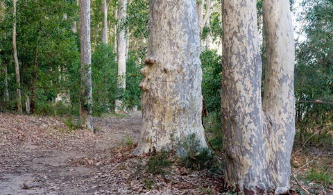 Delta Track - Kawana Tourism 3