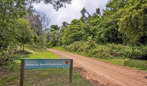 Antarctic Beech Picnic Area - Kawana Tourism 0