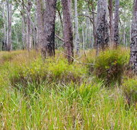 Narrawallee Inlet walking track - Kawana Tourism